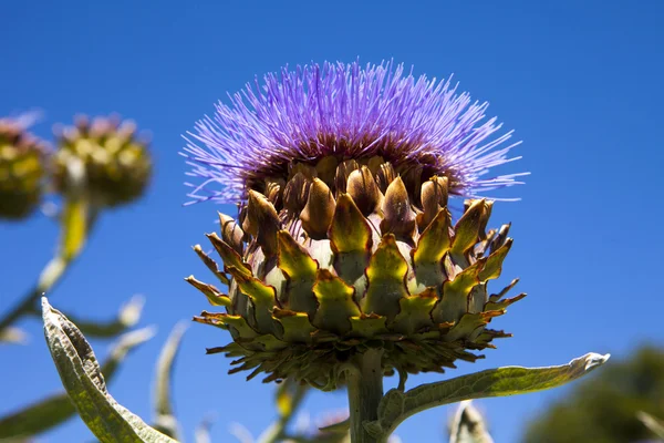 stock image Flowering Artichoke Head