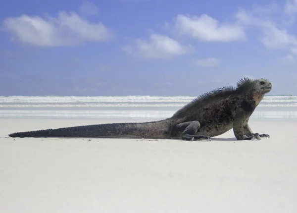 Lucertola della spiaggia, Iguana marina — Foto Stock