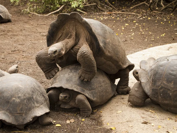 Galápagos tortugas apareamiento —  Fotos de Stock