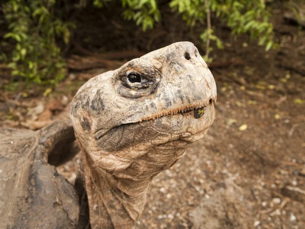 Galapagos żółw na wyspie isabel — Zdjęcie stockowe