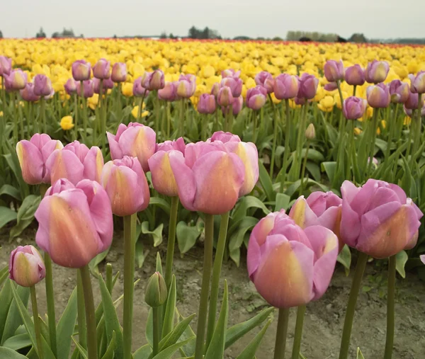 Rosa og gule tulipaner – stockfoto
