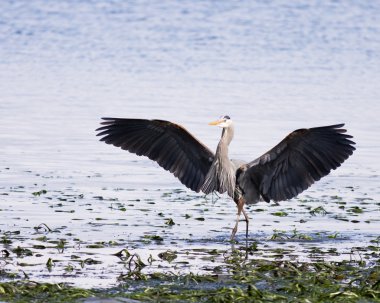 Great Blue Heron Wings clipart