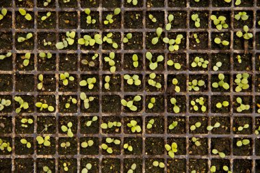 Tray Of Seedlings clipart