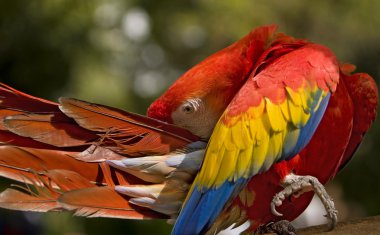 Scarlet Macaw Preening clipart