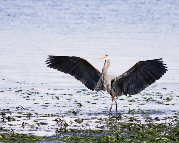 stock image Great Blue Heron Wings