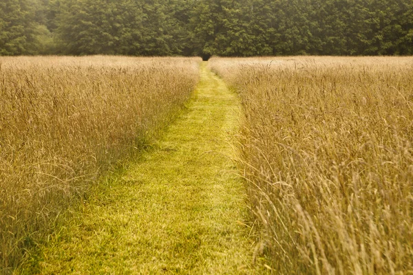 stock image Path To The Forest