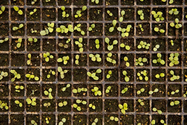Tray Of Seedlings — Stock Photo, Image