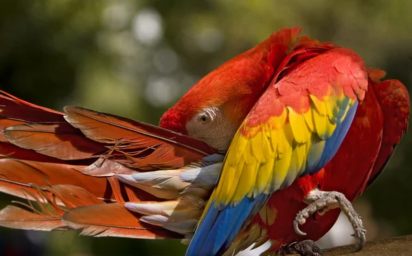 Scarlet Macaw Preening — Stock Photo, Image