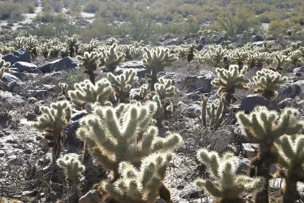 Cholla cactus nel deserto — Foto Stock