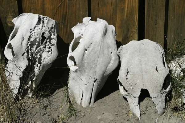 Three Skulls — Stock Photo, Image