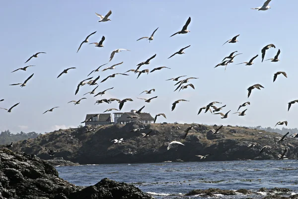 Seagull Flock In Flight — Stock Photo, Image