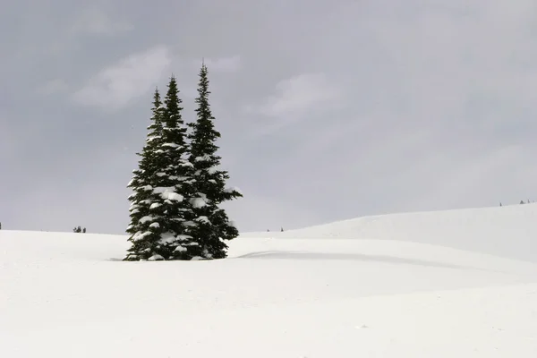 Три елки в снегу — стоковое фото