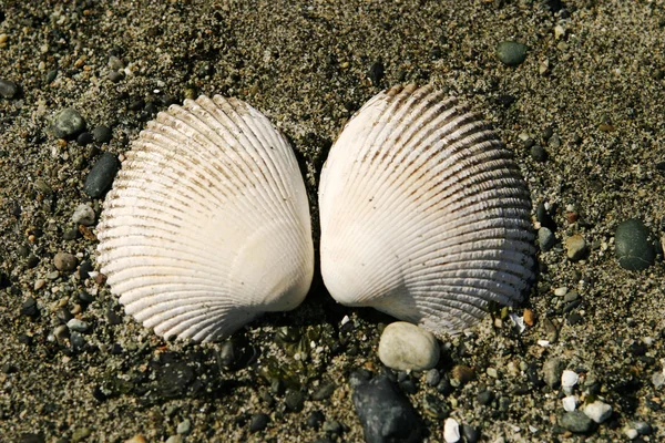 Two Clam Shells — Stock Photo, Image