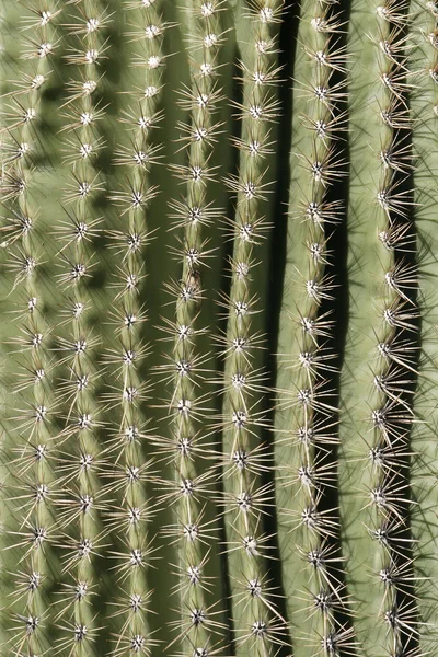 Cactus Spine Pattern — Stock Photo, Image
