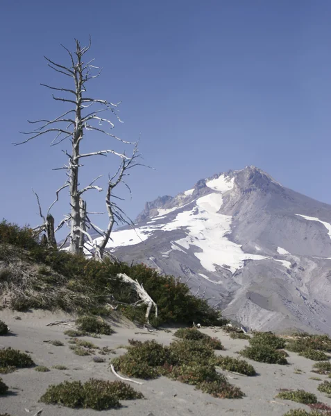 Alpine uitzicht op Mount hood — Stockfoto