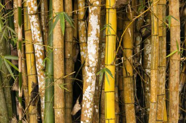 Bamboo Grove Details clipart