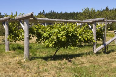 Grapevine On Wood Trellis clipart