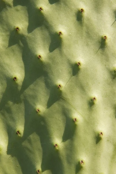Cactus Pattern — Stock Photo, Image
