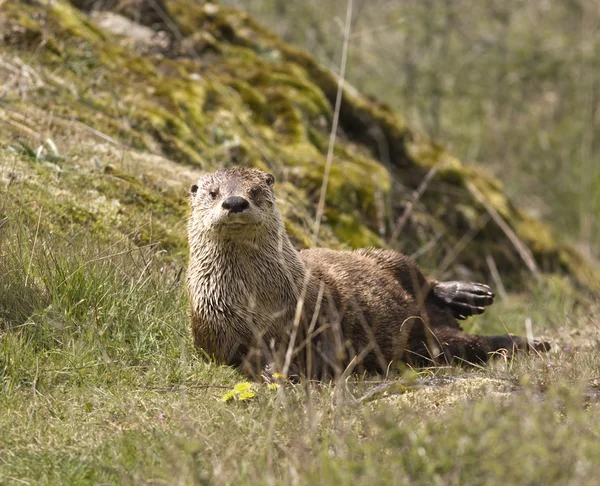 Wild River Otter — Zdjęcie stockowe