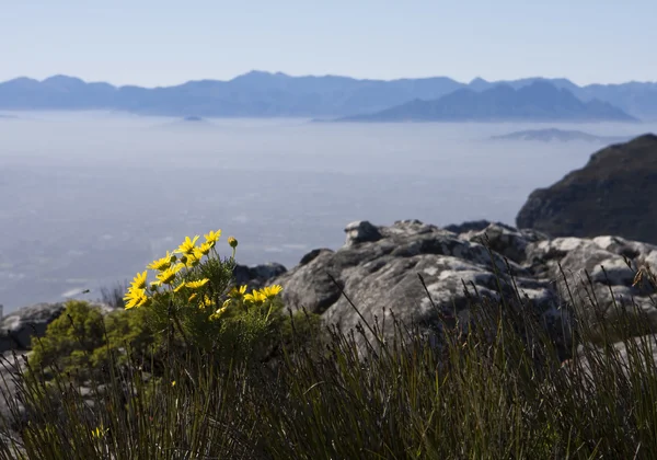 Daisies on Table Mountain — Stock Photo, Image