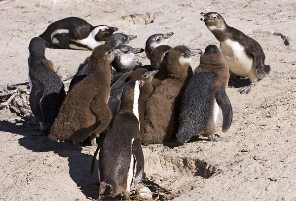 Colonia de pingüinos en la escuela —  Fotos de Stock