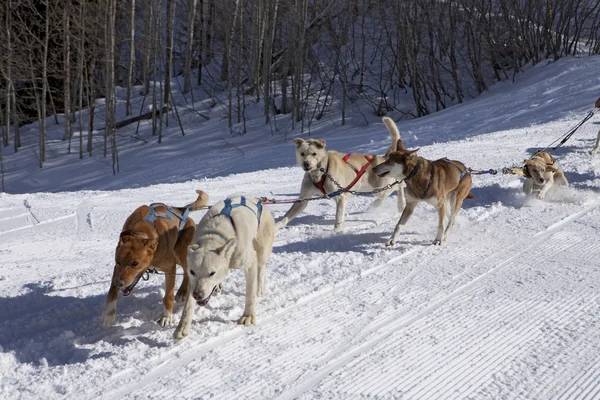 Dog Sled Team In Training — Stock Photo, Image