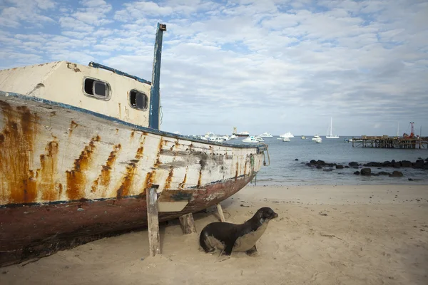 Lachtan na pláži s lodí — Stock fotografie
