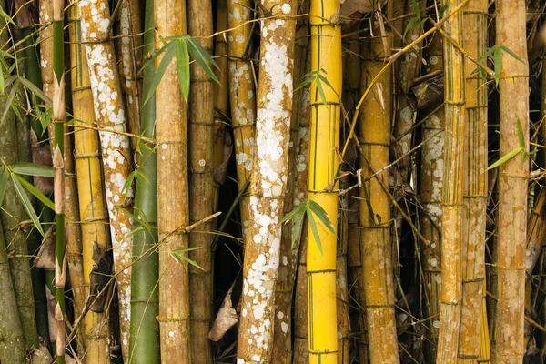 Bamboo Grove Details — Stockfoto