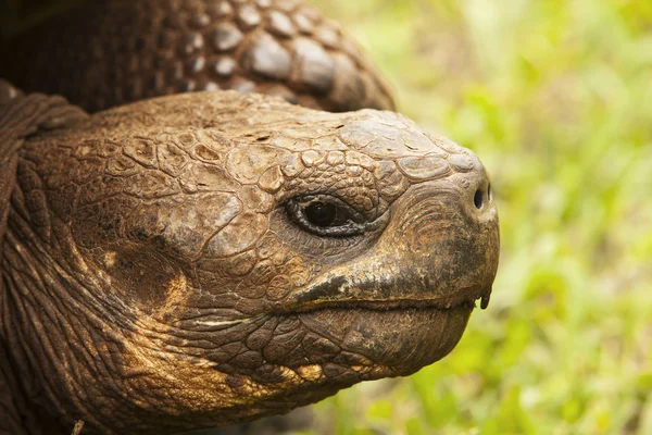 Testa di tartaruga gigante colpo — Foto Stock