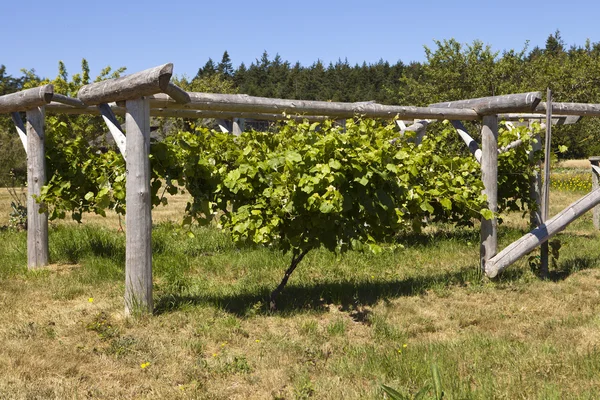 Grapevine On Wood Trellis — Stock Photo, Image