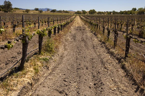 Leta upp en vingård rad — Stockfoto