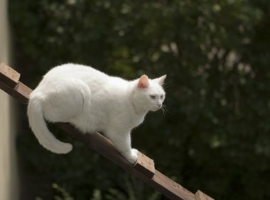 merdiven üzerinde beyaz kedi