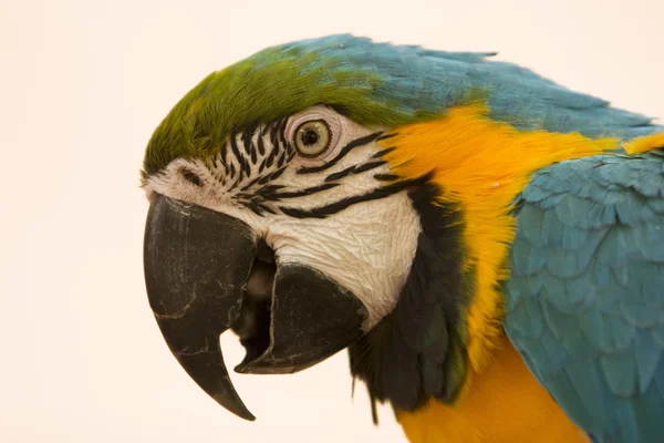 Blå och gula macaw porträtt — Stockfoto