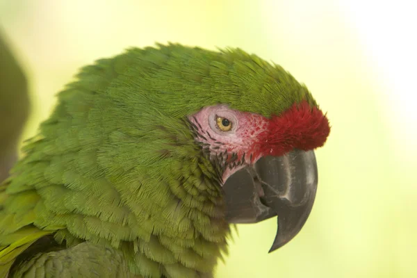 Great Green Macaw Close-up — Stock Photo, Image