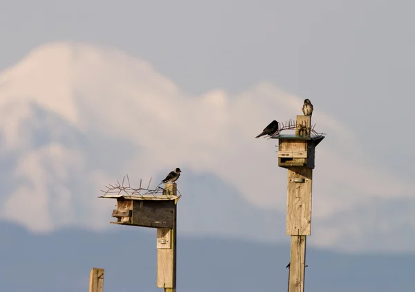 Kuş evini ve dağ — Stok fotoğraf