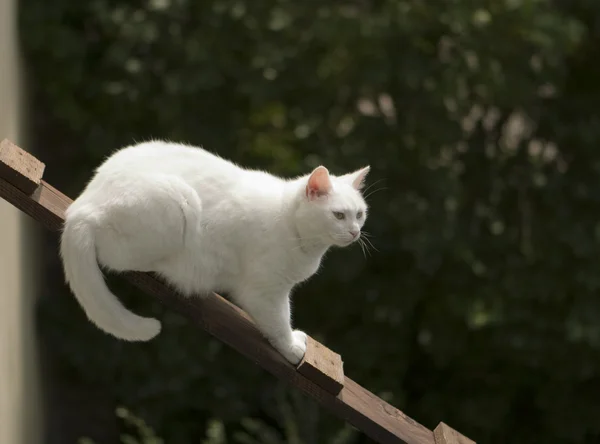 Witte kat op ladder — Stockfoto