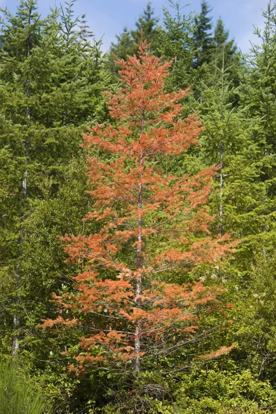 Árvore doente na floresta — Fotografia de Stock