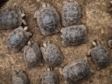 Baby Giant Tortoises clipart