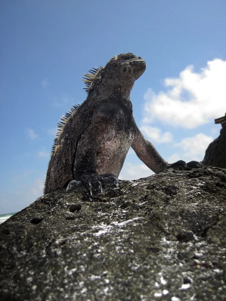 Deniz duran iguana — Stok fotoğraf