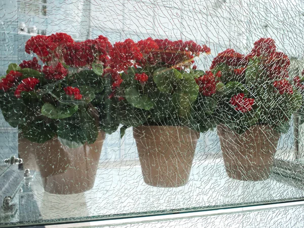 stock image Cracked Glass With Geraniums