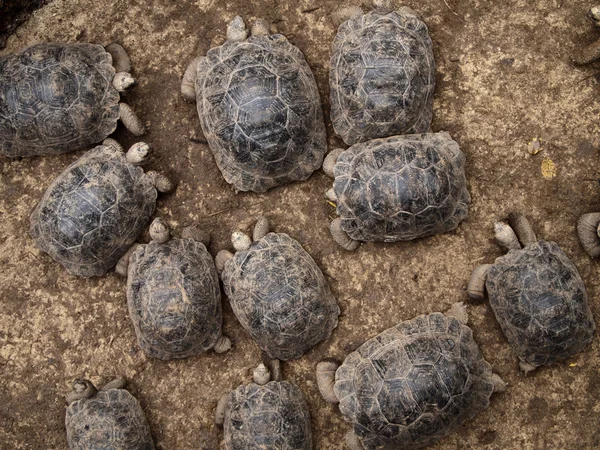 Baby Giant Tortoises — Stock Photo, Image