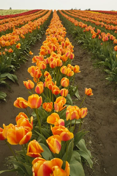 Lunga fila di tulipani arancioni — Foto Stock