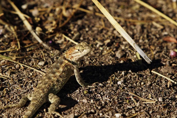 Аризона бросает ящерицу — стоковое фото