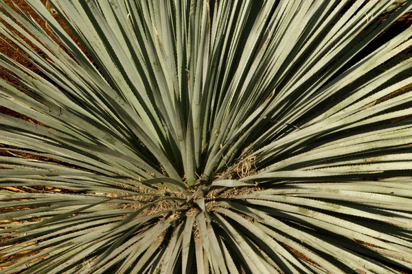 Woestijn cactus abstract — Stockfoto