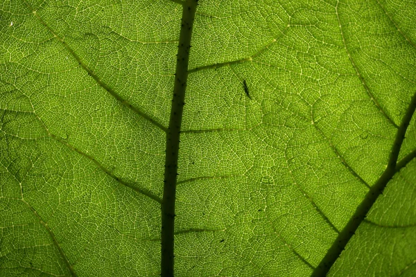 거 대 한 잎 패턴 — 스톡 사진