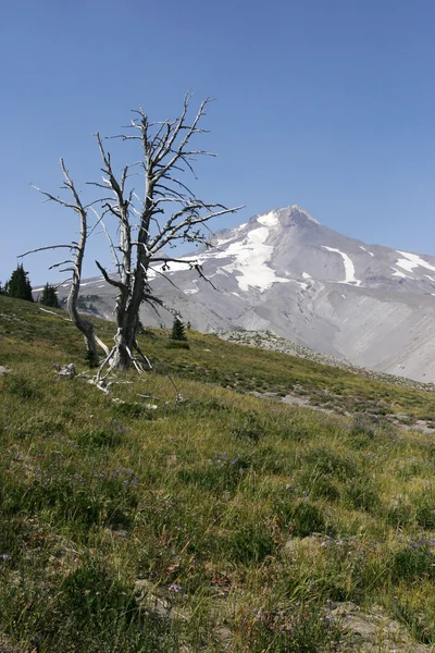 Mt hood üzerinde ölü ağaçlar — Stok fotoğraf