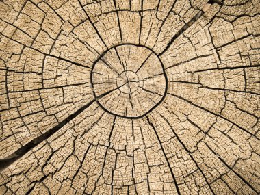 Tree Rings With Cracks clipart