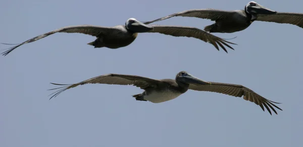 Tre pelikaner sväva — Stockfoto