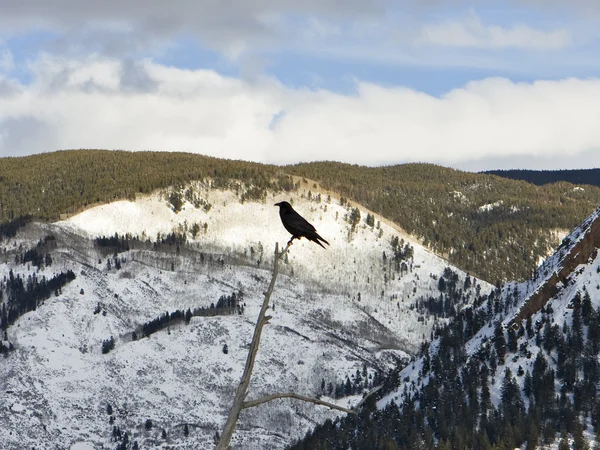 在冬天的阿斯彭乌鸦 — 图库照片