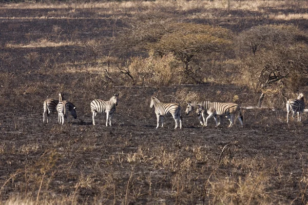 Blända av zebra på brända savanna — Stockfoto